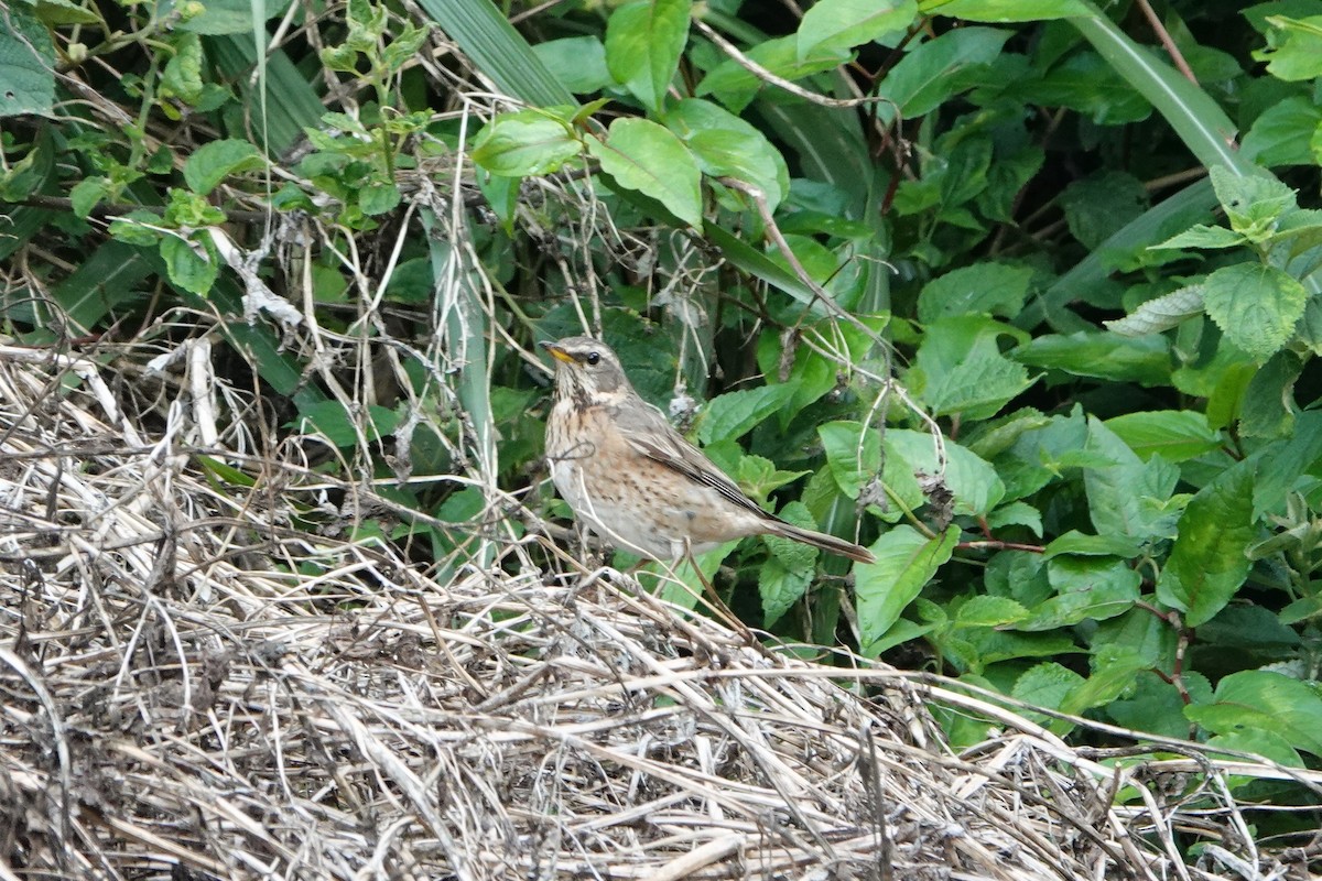 Cesena di Naumann - ML433068791