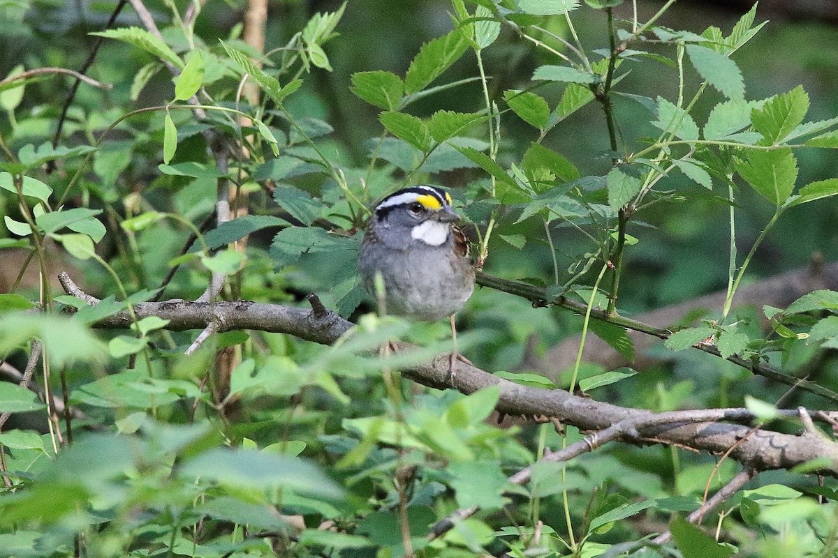 White-throated Sparrow - ML433068841
