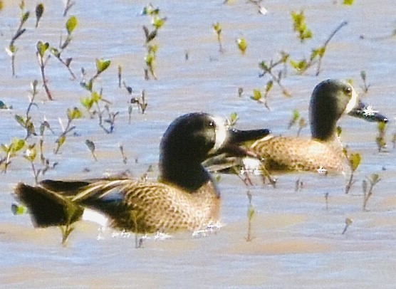 Blue-winged Teal - ML433070691