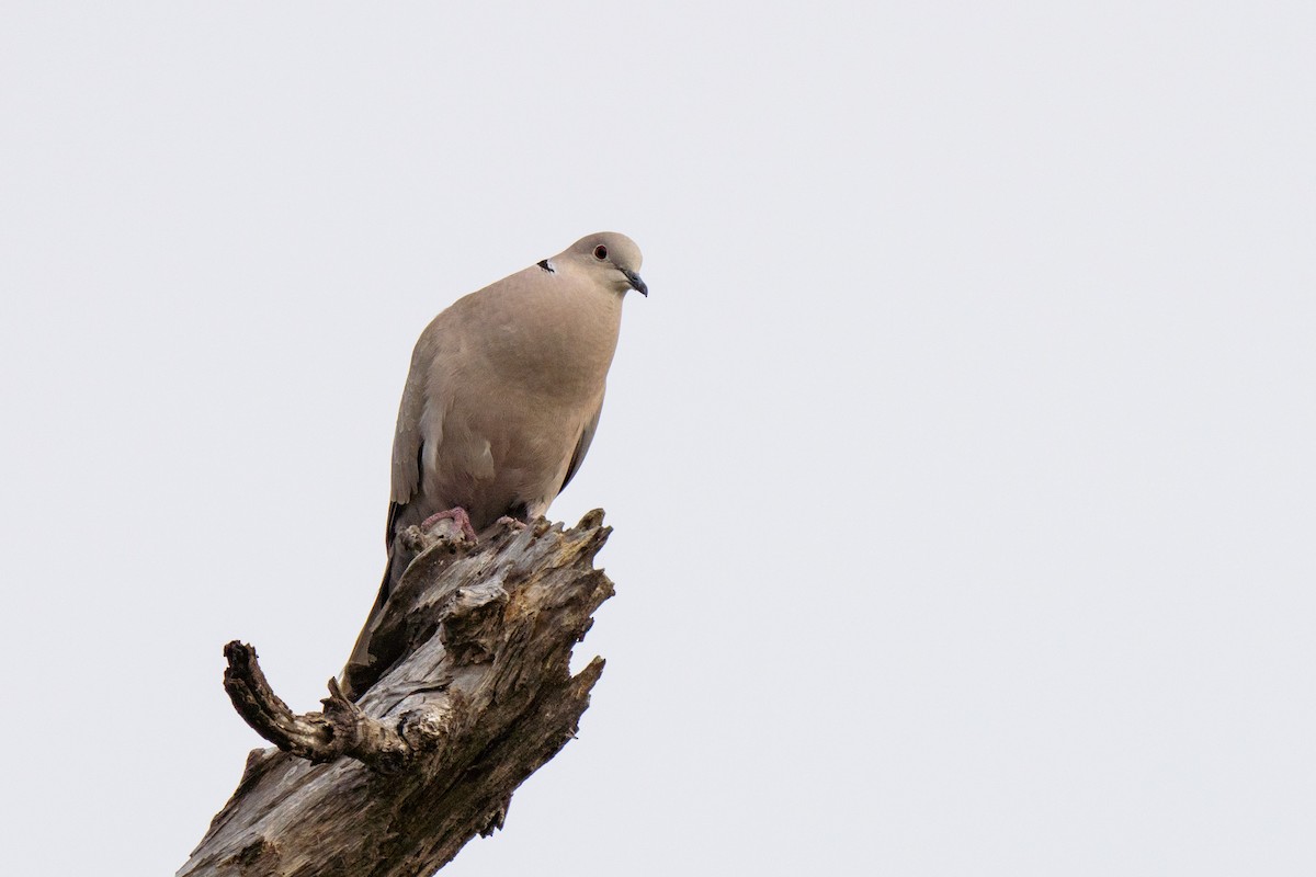 Eurasian Collared-Dove - ML433071121