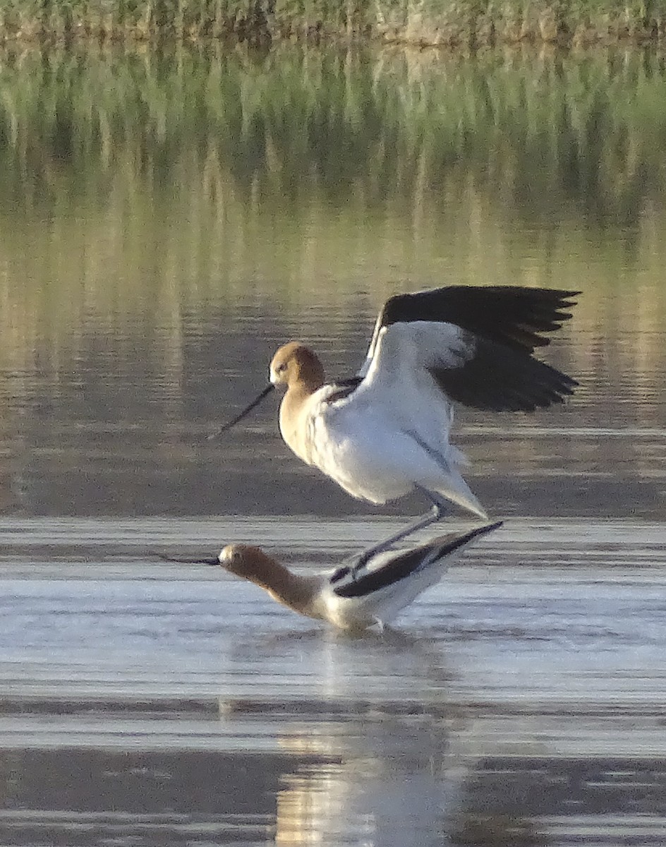 American Avocet - ML433071241