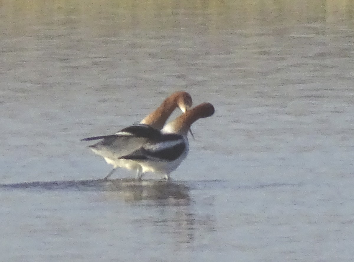 American Avocet - ML433071261