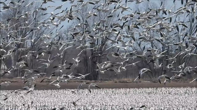 Цасны галуу - ML433072451