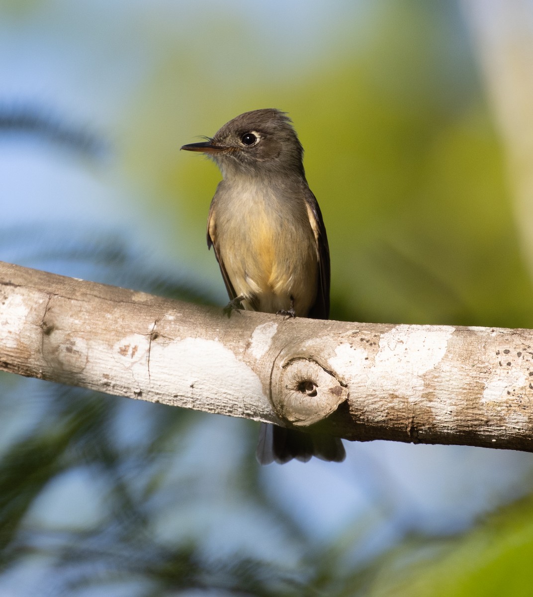 Cuban Pewee - ML433073171