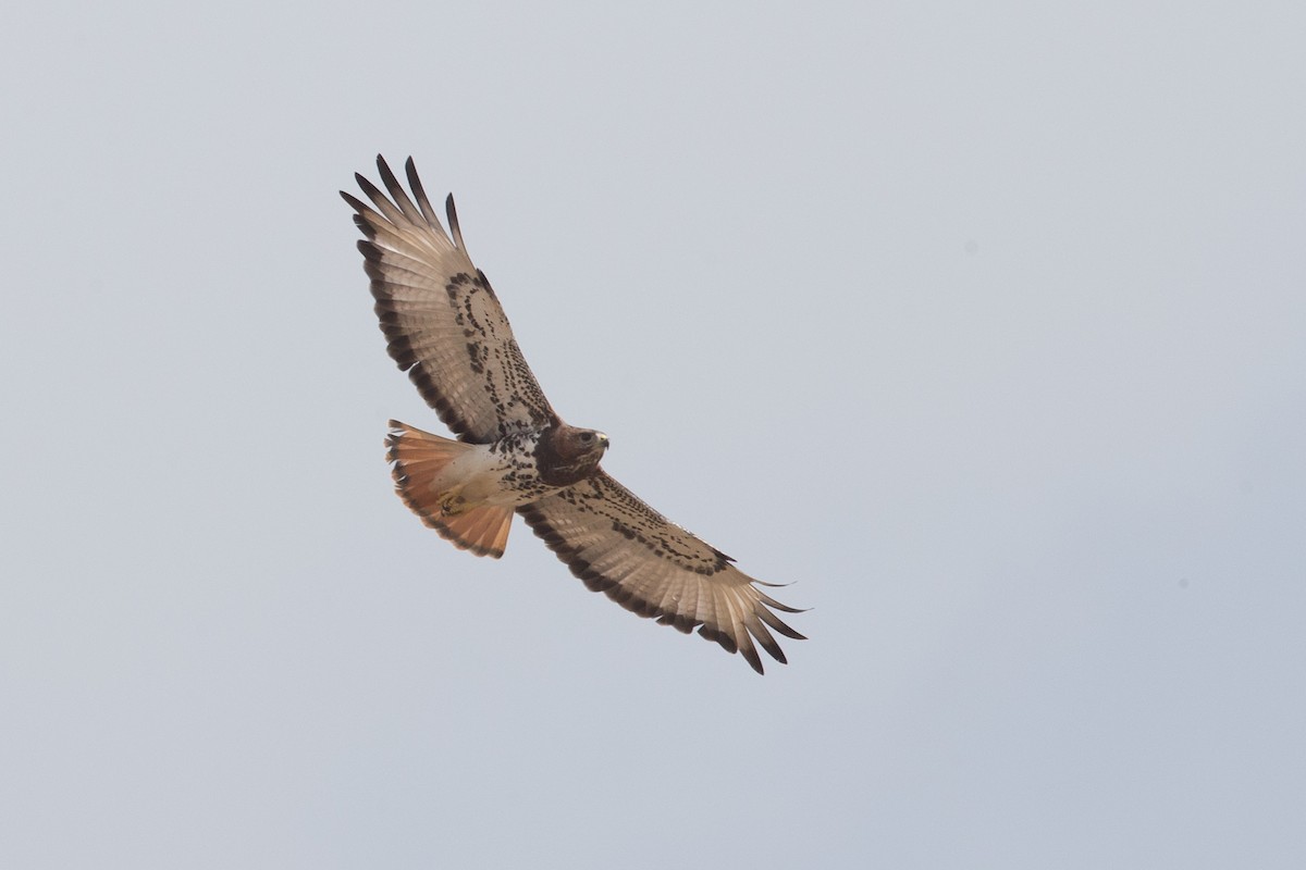 Red-necked Buzzard - Chris Wood