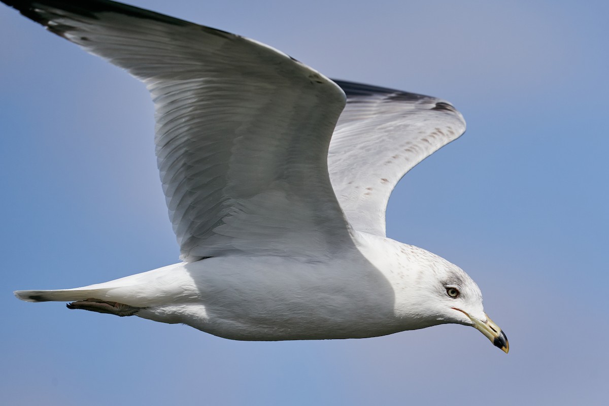 Ring-billed Gull - ML433076421