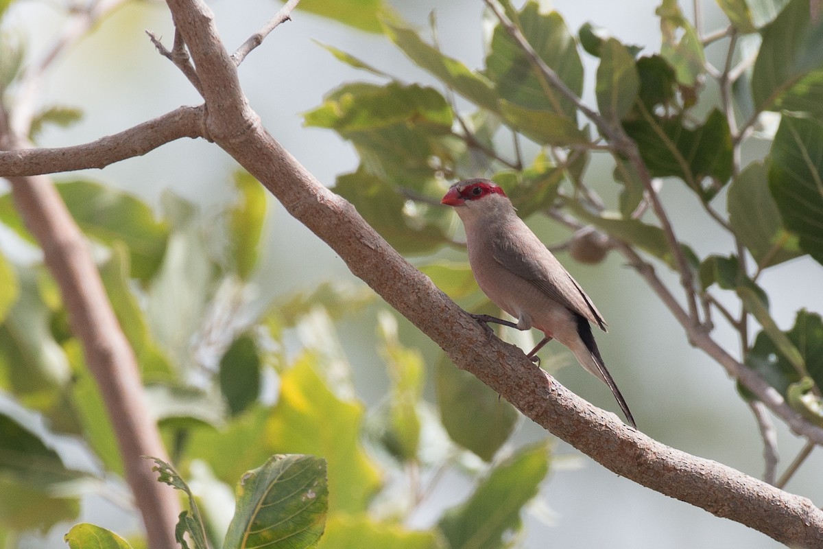 Black-rumped Waxbill - Chris Wood