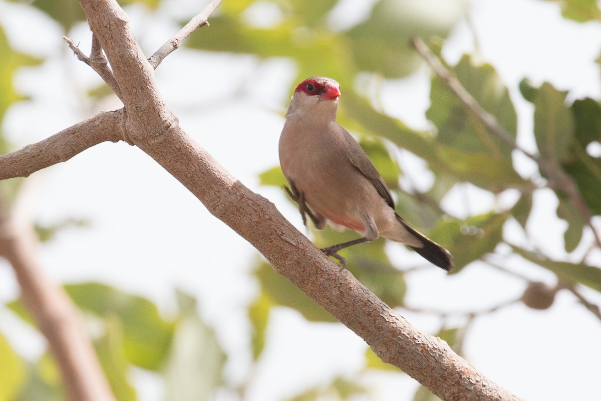 Black-rumped Waxbill - Chris Wood