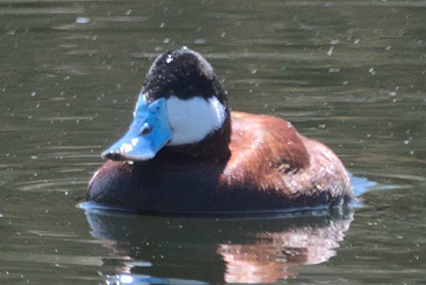 Ruddy Duck - ML433076981
