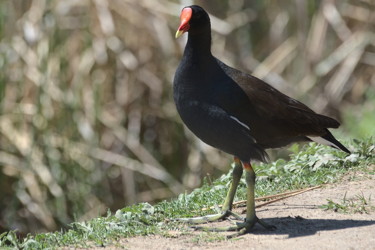 Gallinule d'Amérique - ML433077051