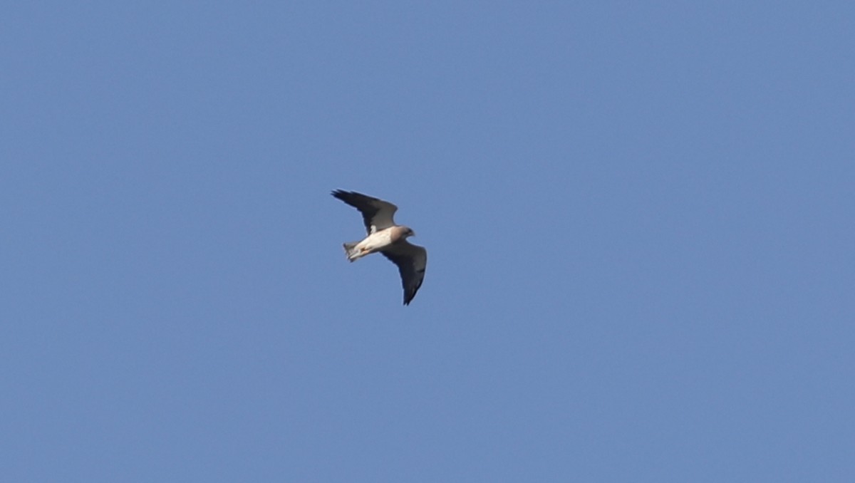 Swainson's Hawk - ML433077101