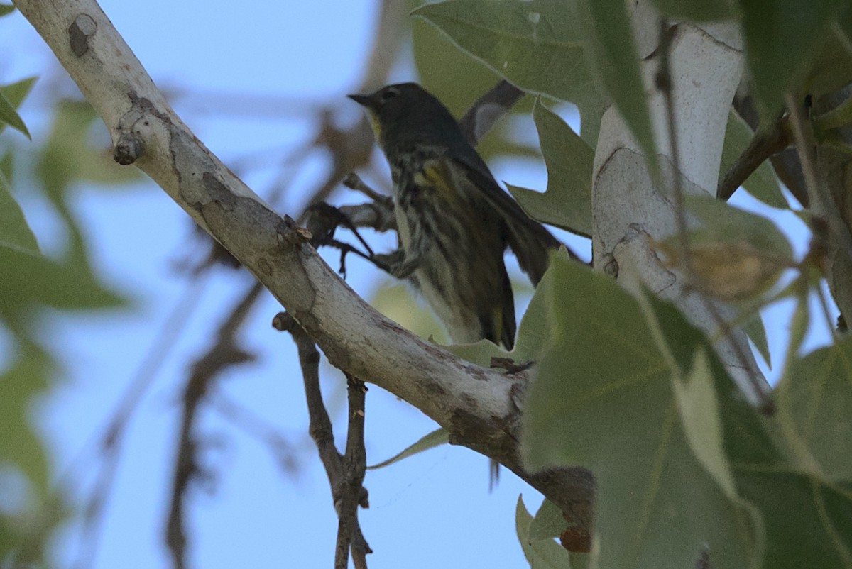 Yellow-rumped Warbler - ML433078831