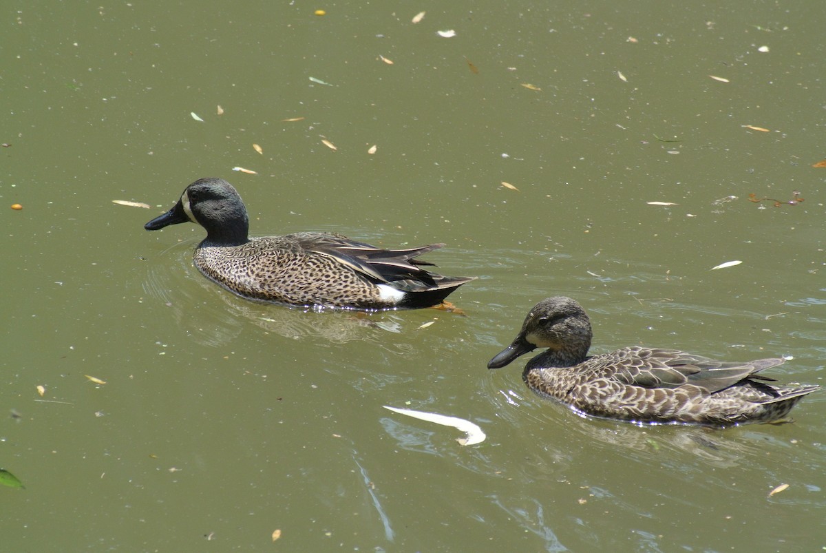 Blue-winged Teal - ML433079251