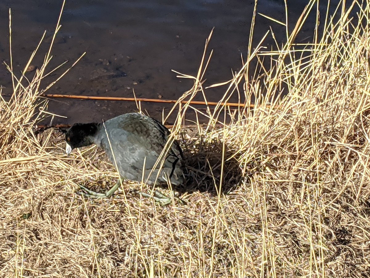 American Coot - Brittain Davis