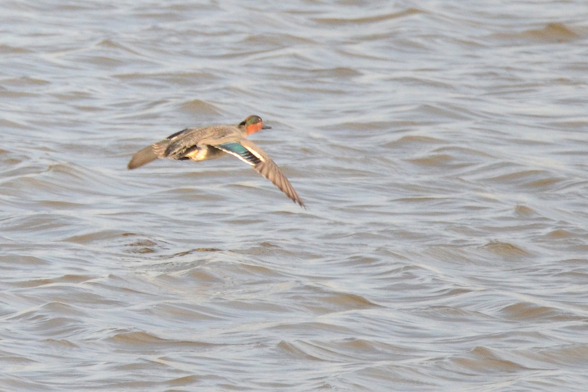 Green-winged Teal (American) - ML433079881