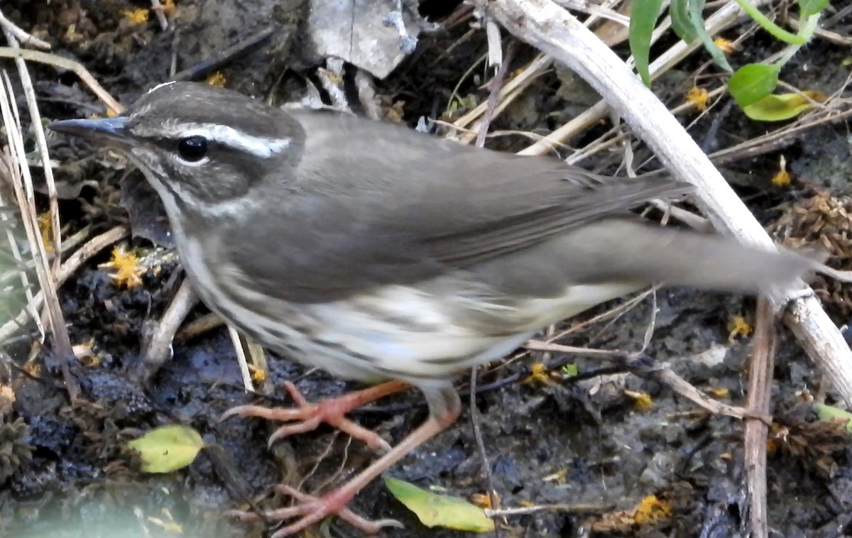 Louisiana Waterthrush - ML433081841