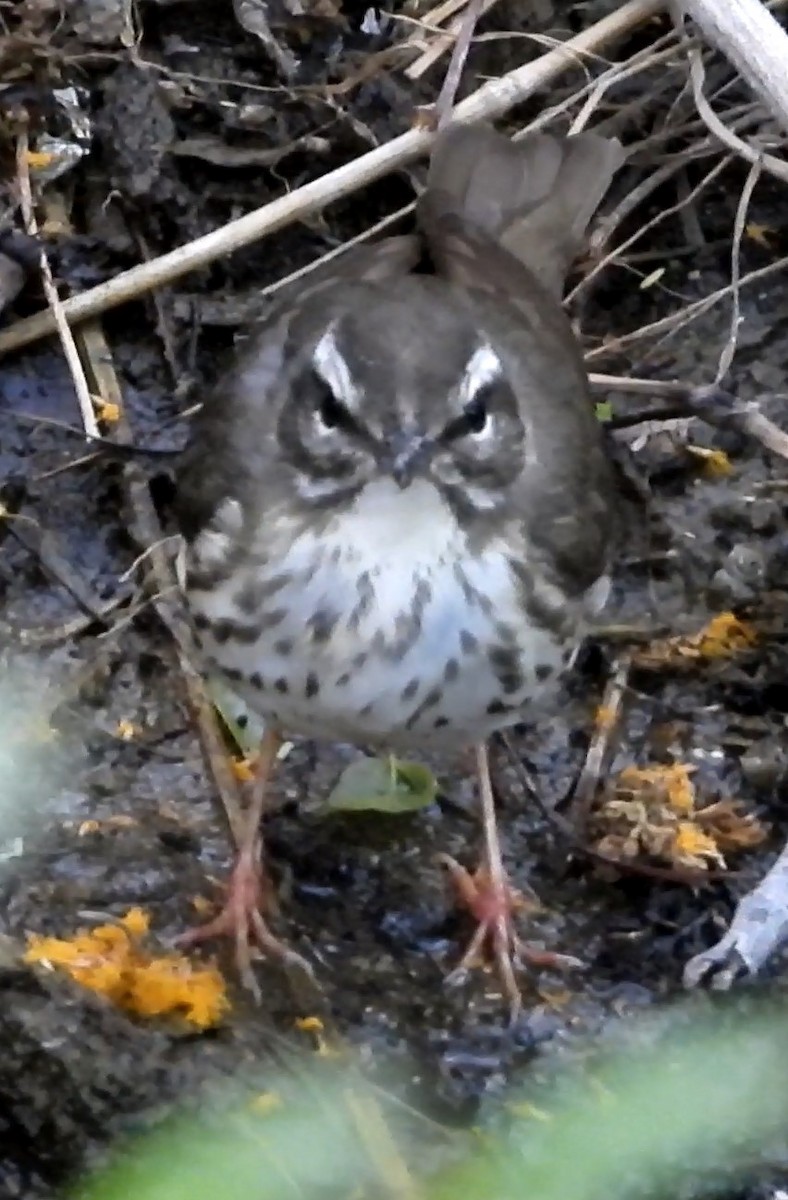 Louisiana Waterthrush - ML433081991