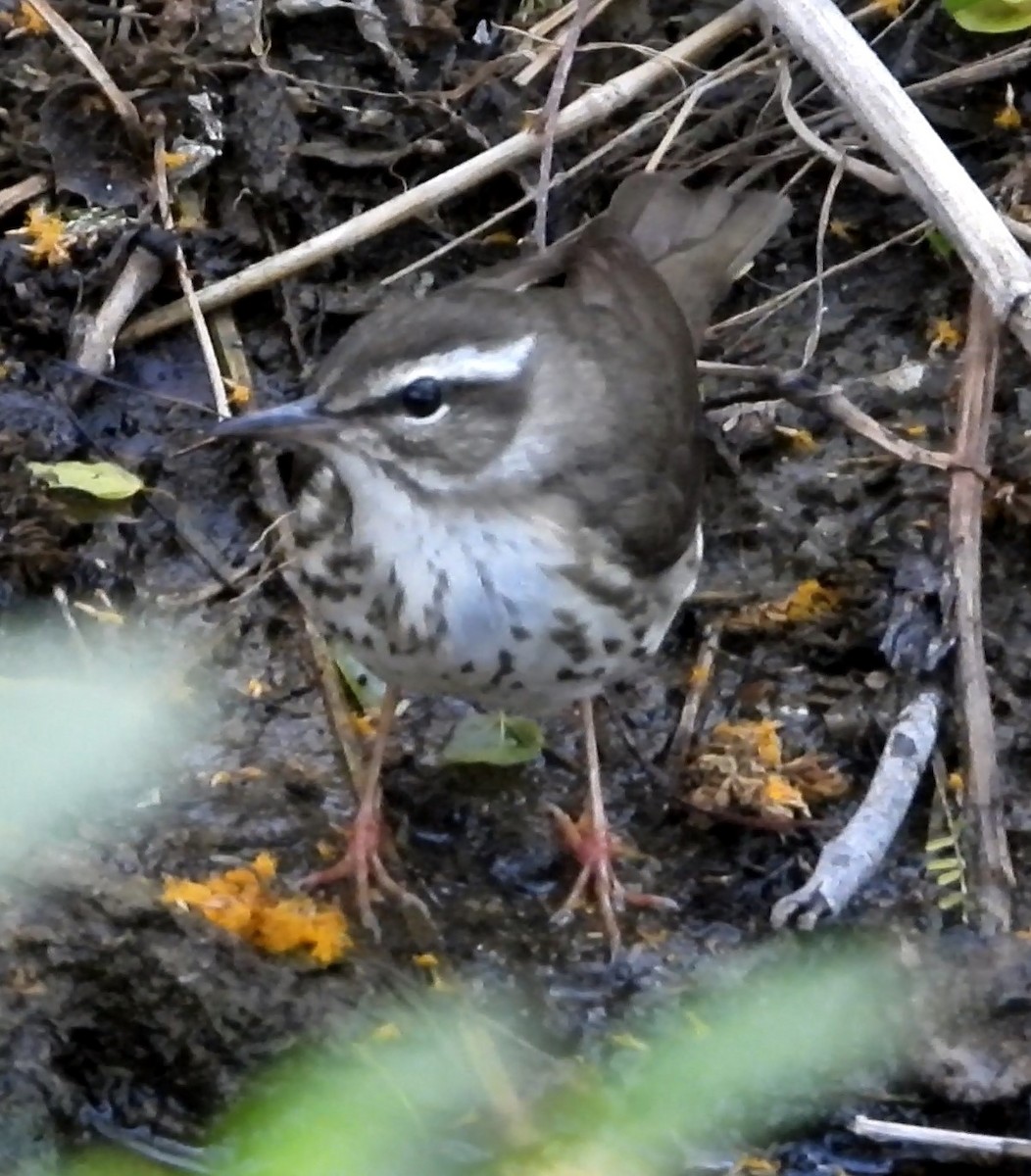 Louisiana Waterthrush - ML433082001