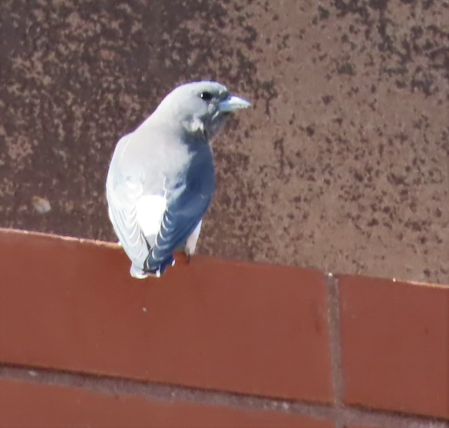 White-breasted Woodswallow - Christine Rand