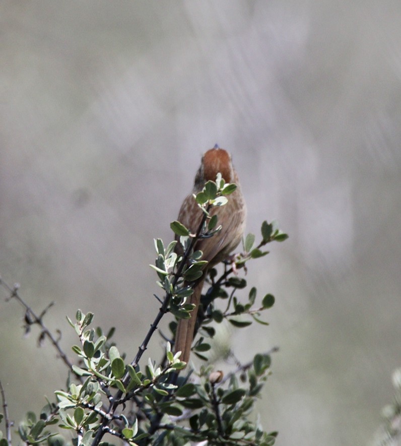 Rufous-crowned Sparrow - ML433084981