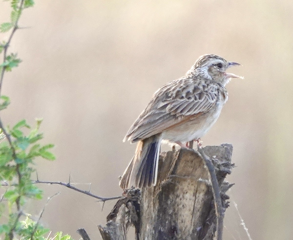 Indian Bushlark - ML433086001