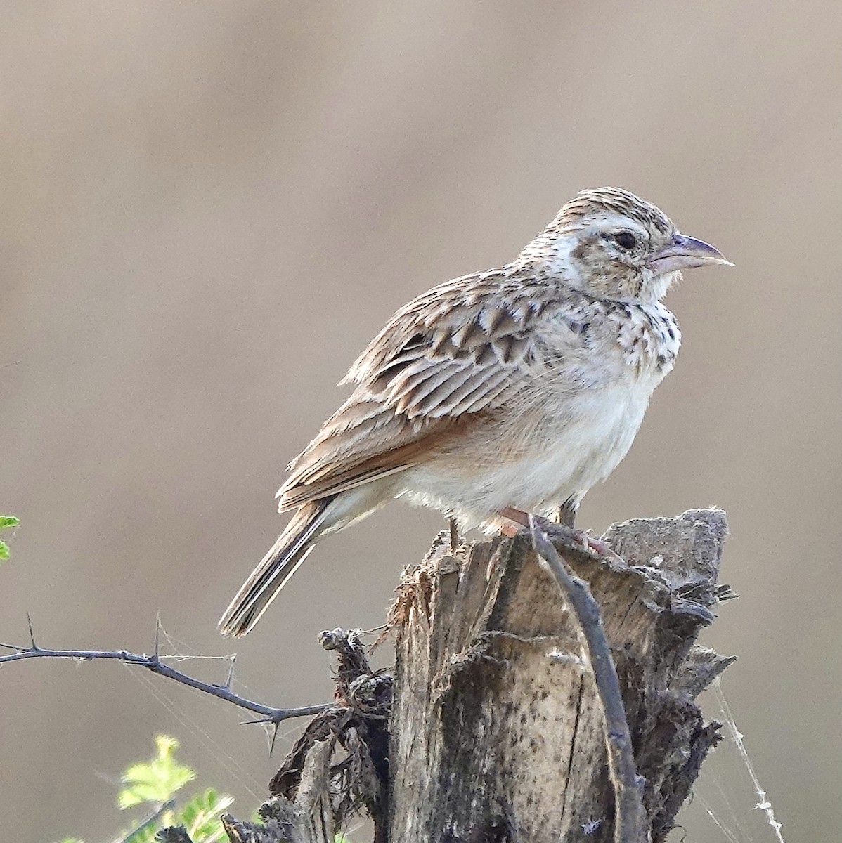 Indian Bushlark - ML433086031