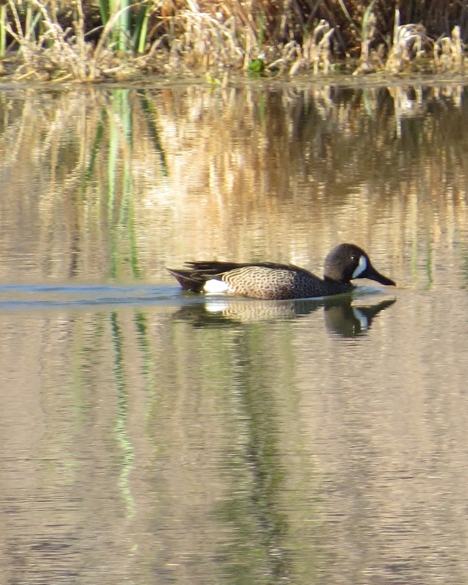 Blue-winged Teal - ML433087251