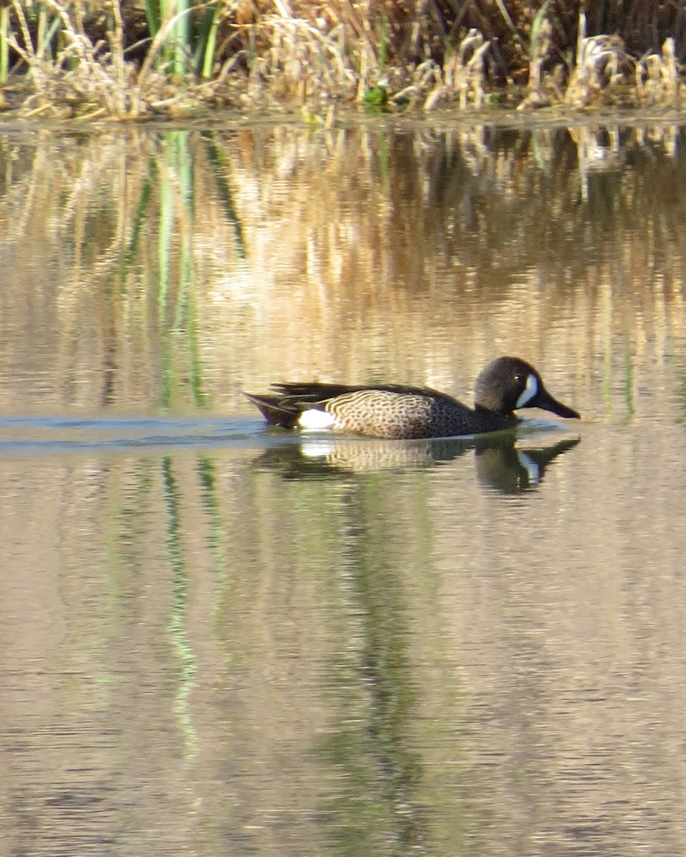 Blue-winged Teal - Dawn Zappone