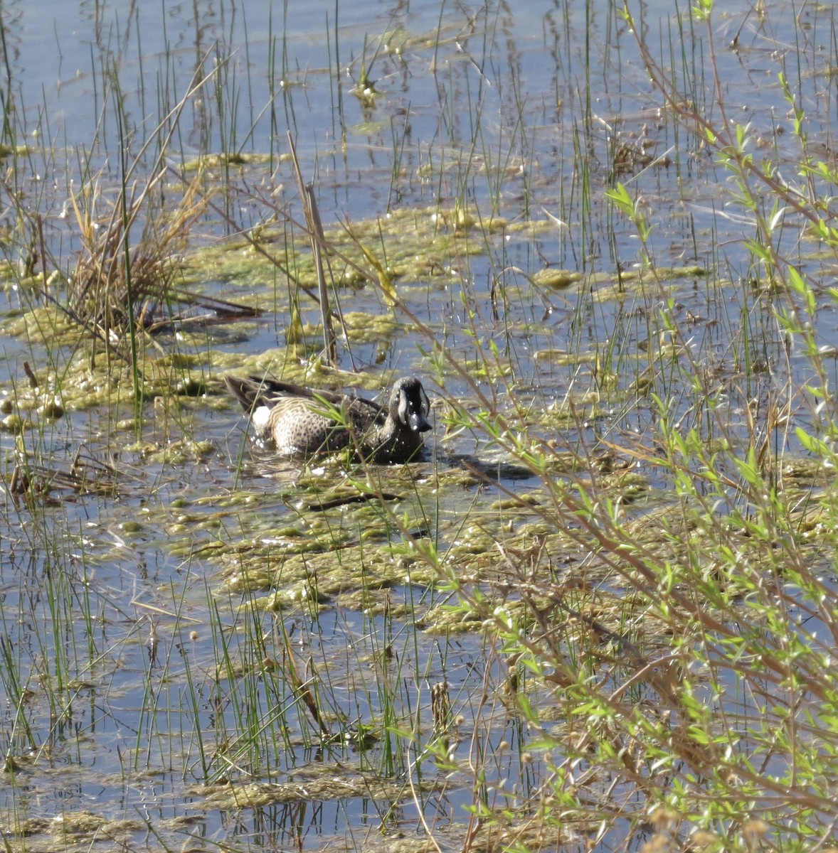 Blue-winged Teal - ML433087311