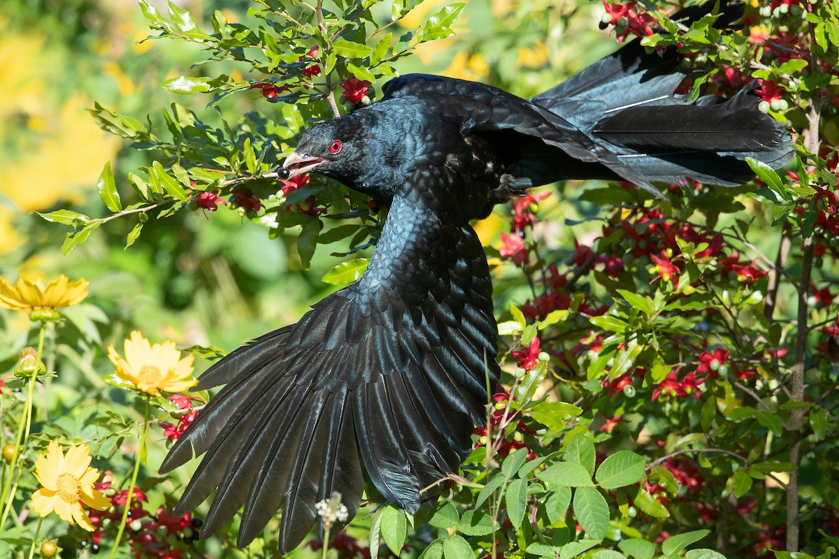 grånebbkoel (cyanocephalus/subcyanocephalus) - ML433087381