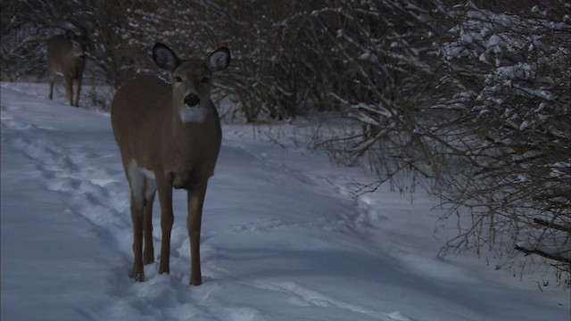 White-tailed Deer - ML433088