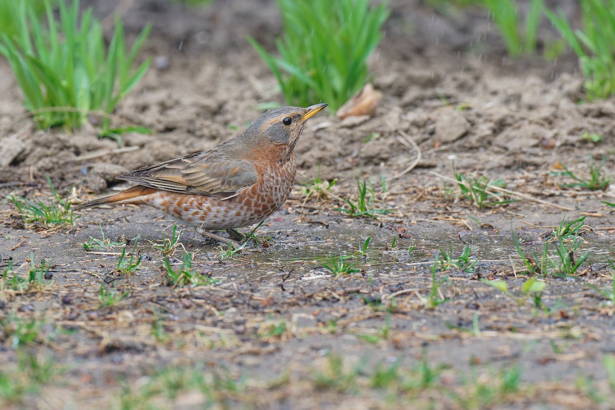 Naumann's Thrush - ML433088211