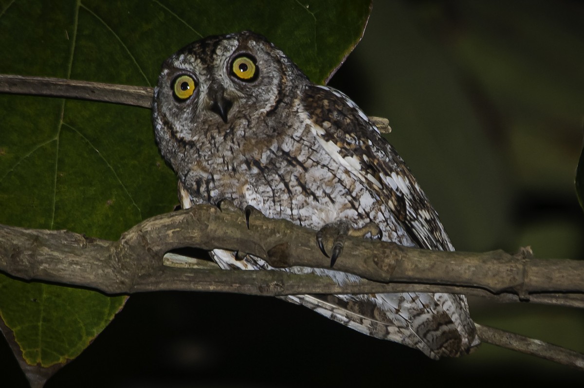 African Scops-Owl - David Bishop