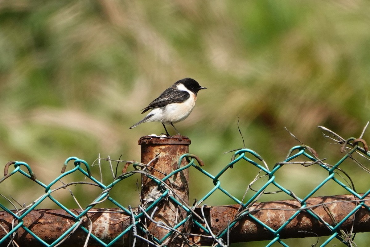 Amur Stonechat - ML433090671