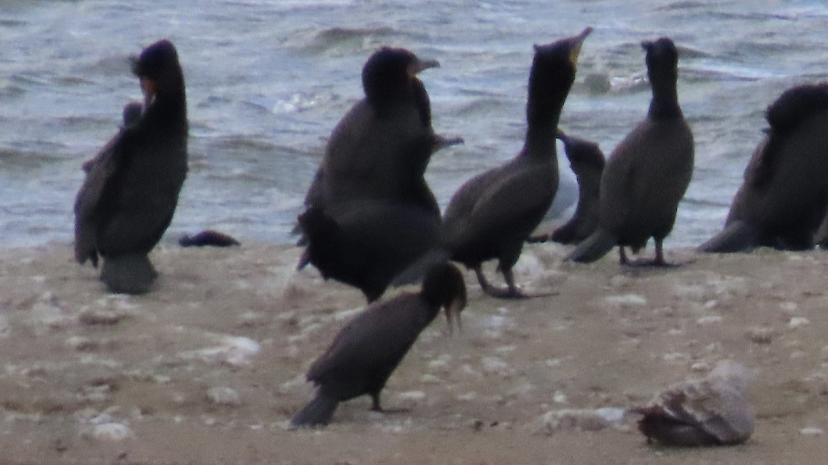 Neotropic Cormorant - ML433091761