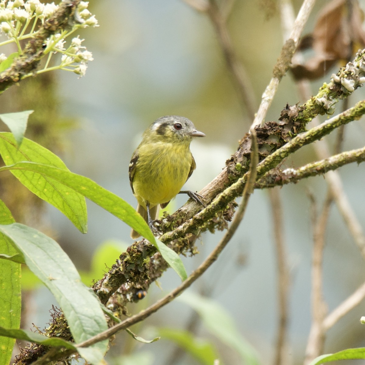 Ashy-headed Tyrannulet - ML433093541