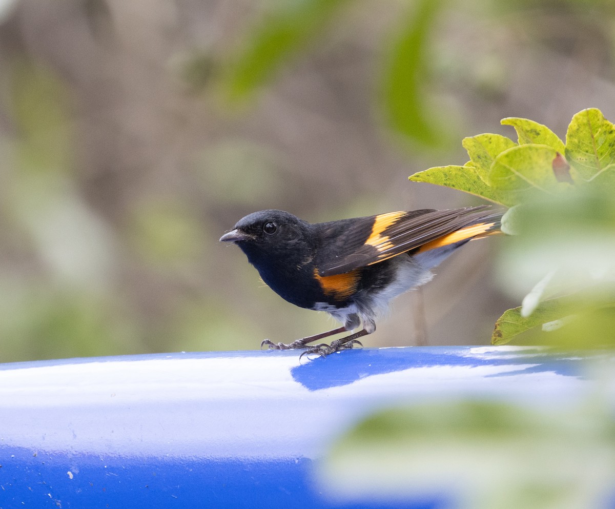 American Redstart - Lindy Fung