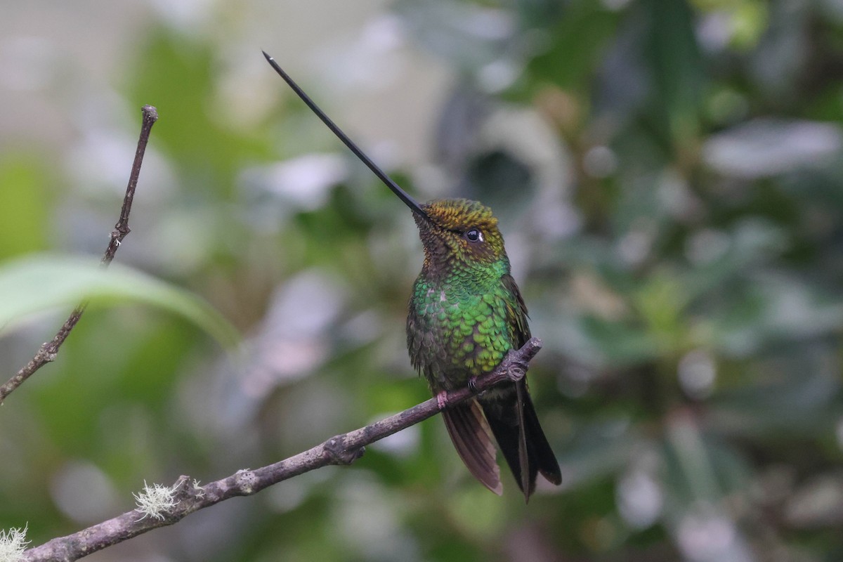 Sword-billed Hummingbird - Allison Miller