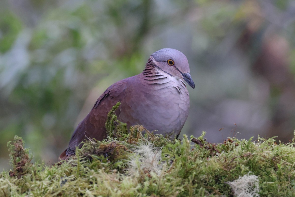 White-throated Quail-Dove - ML433094641