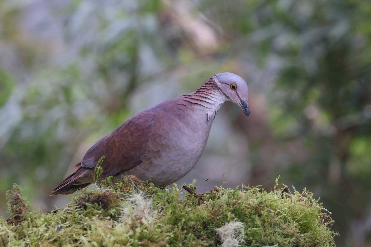 White-throated Quail-Dove - ML433094651