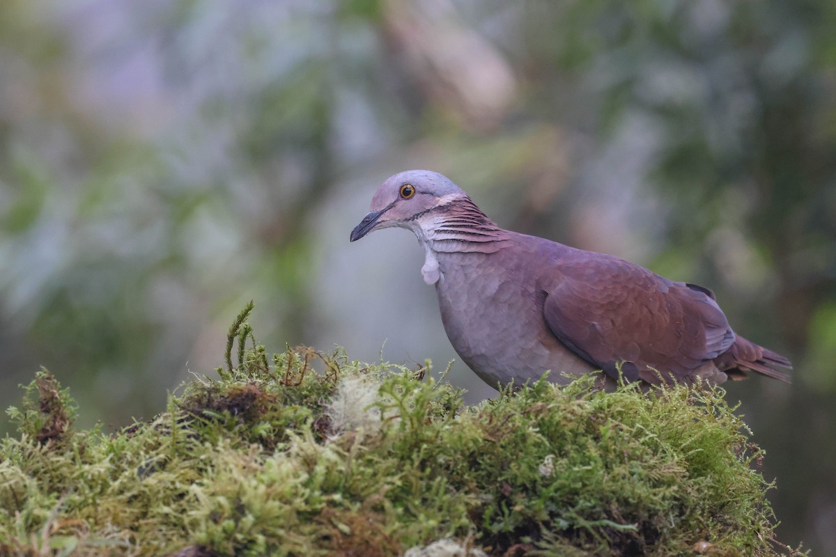 White-throated Quail-Dove - ML433094661