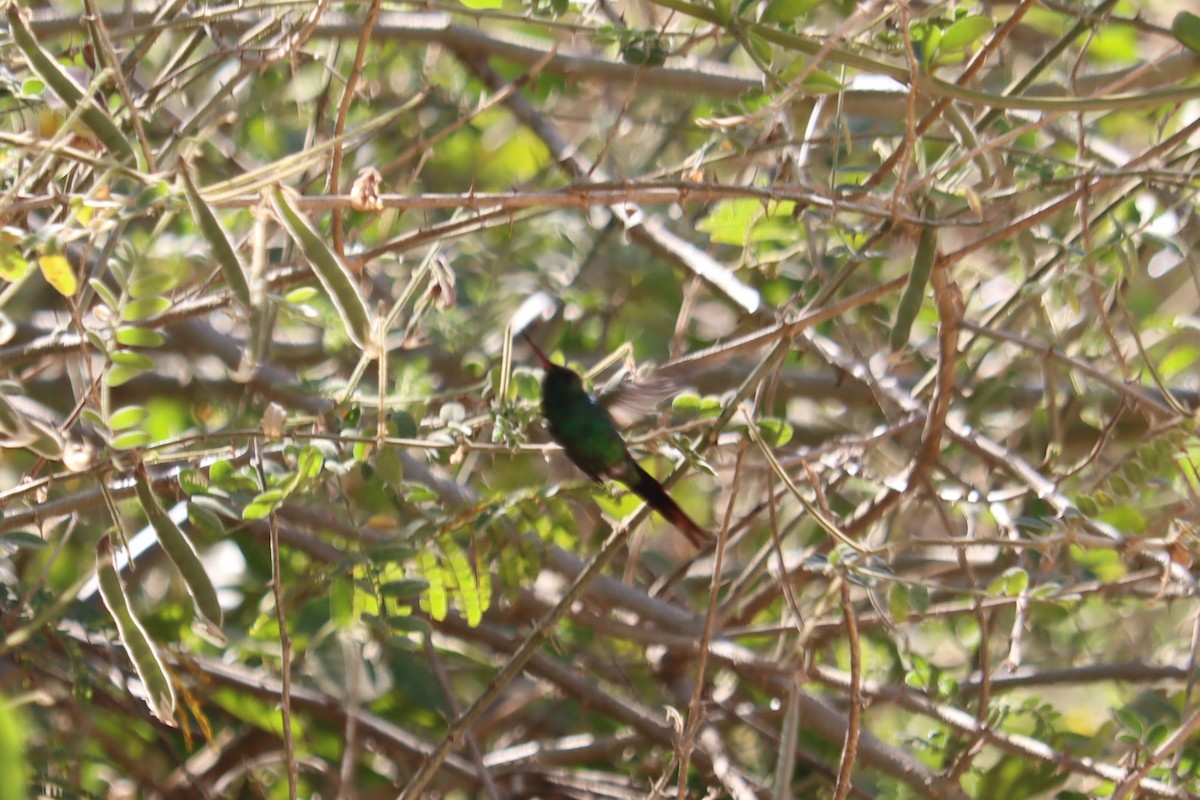 kolibřík zlatohlavý - ML433094871