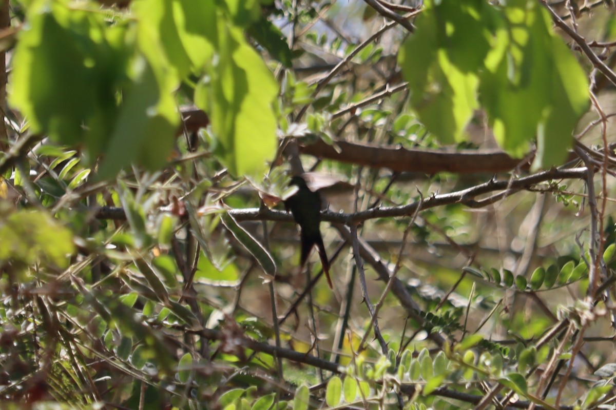 kolibřík zlatohlavý - ML433094881