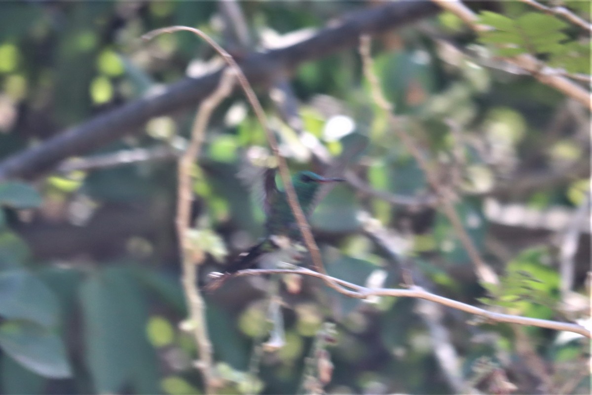 kolibřík zlatohlavý - ML433094891