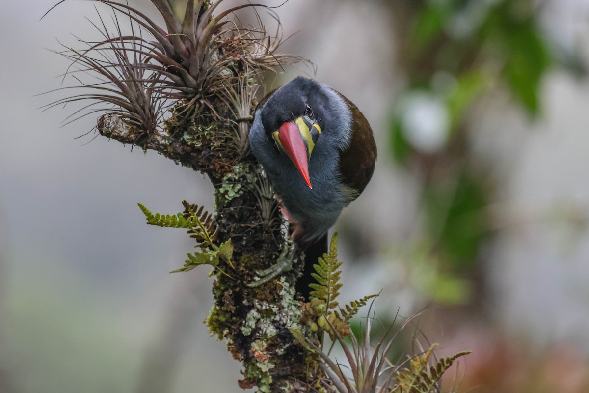 Gray-breasted Mountain-Toucan - ML433094951