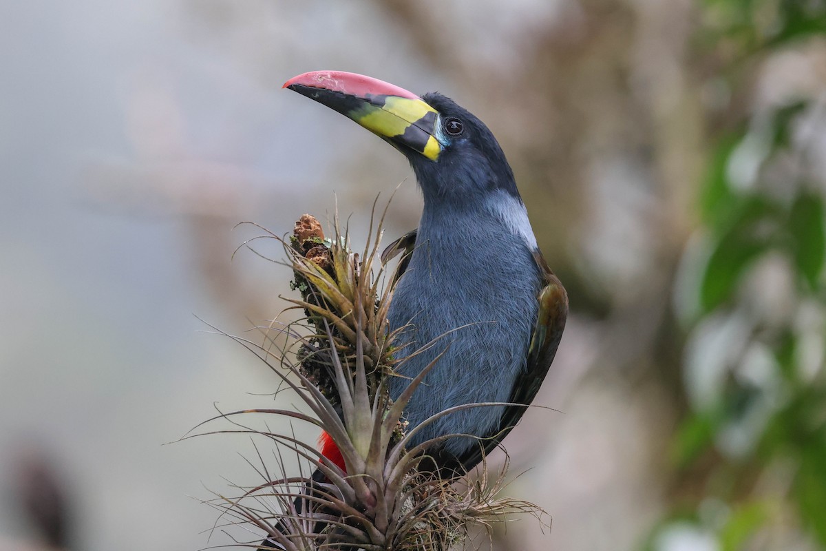 Gray-breasted Mountain-Toucan - ML433094961