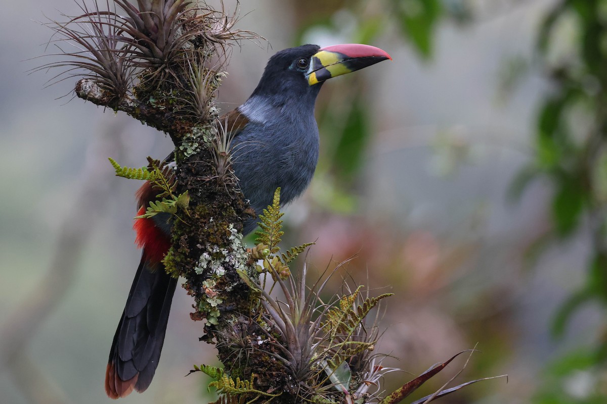 Gray-breasted Mountain-Toucan - ML433094971