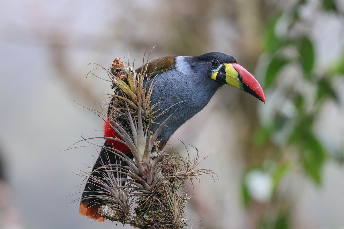 Gray-breasted Mountain-Toucan - ML433094981