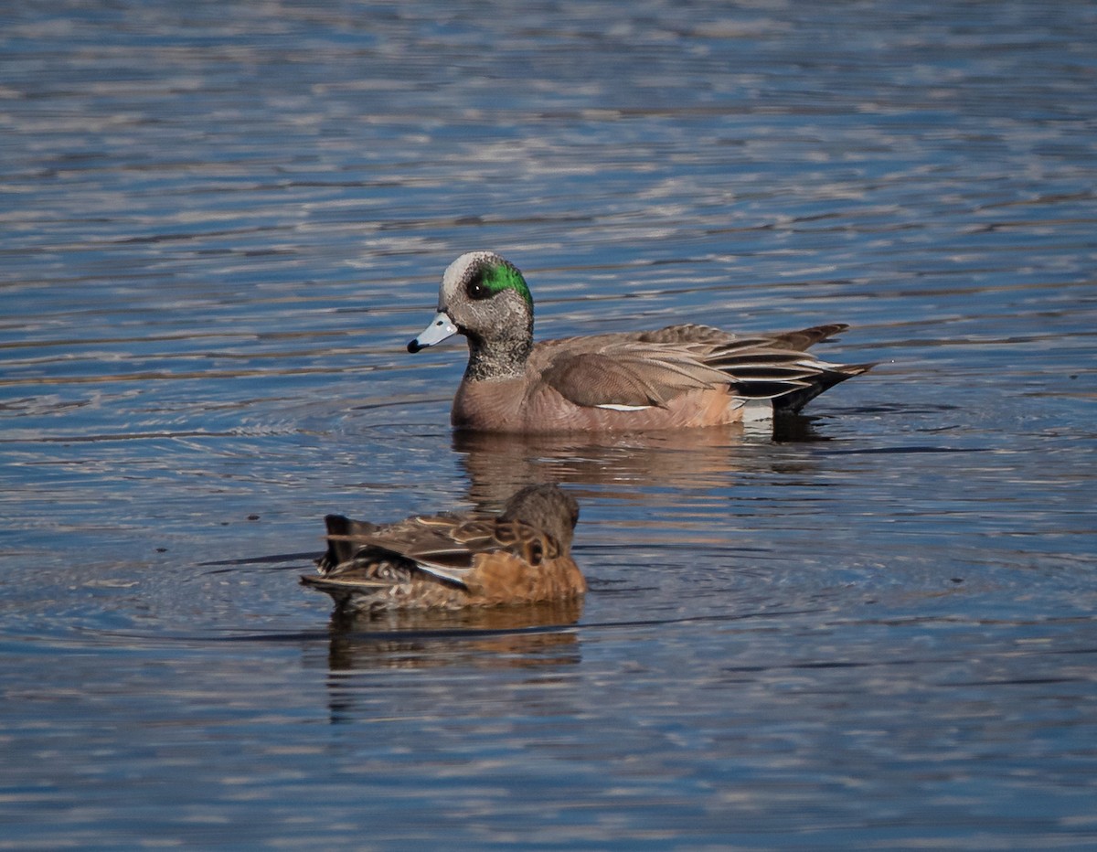 American Wigeon - ML433095471