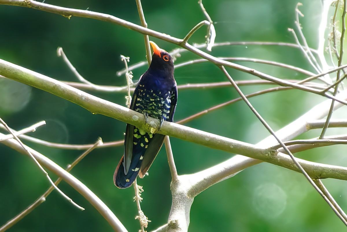 Violet Cuckoo - ML433095671